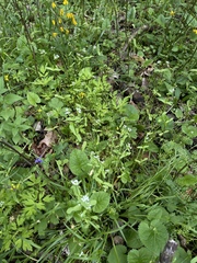 Valerianella chenopodifolia