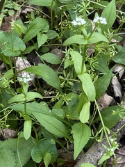 Valerianella chenopodifolia