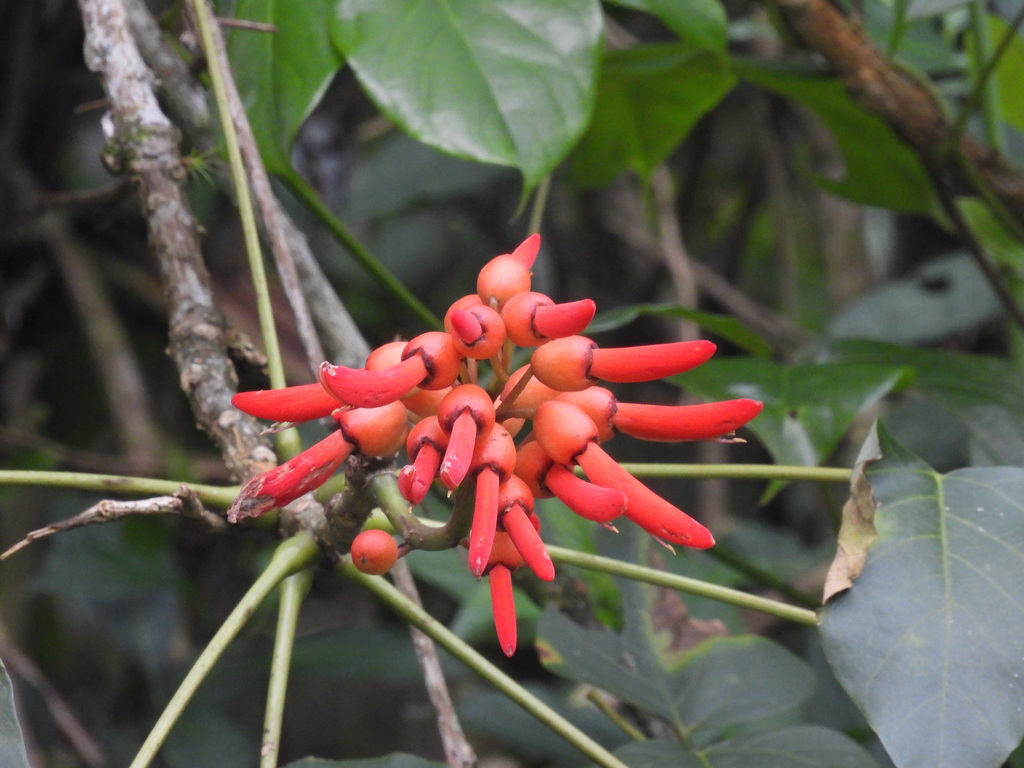 Árbol del coral