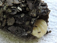 Eufriesea mexicana