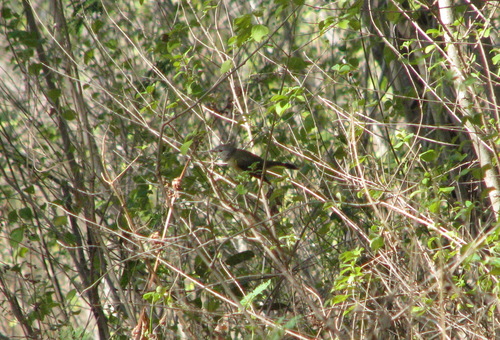 American Redstart