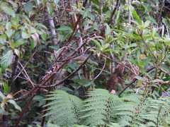 Basileuterus melanotis