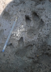 Hydrochoerus hydrochaeris