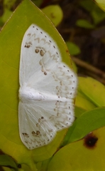 Teldenia specca