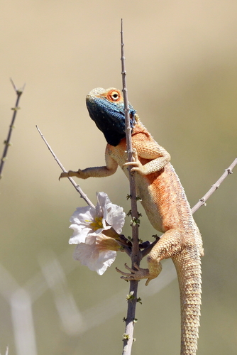 Agama aculeata