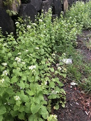 Alliaria petiolata