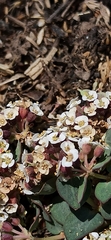 Euphorbia umbellulata