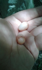 Tolmomyias sulphurescens