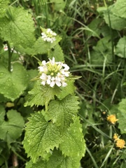 Alliaria petiolata