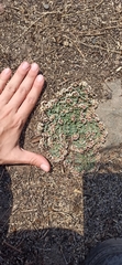 Euphorbia umbellulata
