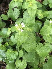 Alliaria petiolata