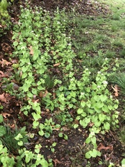 Alliaria petiolata