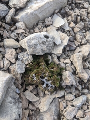 Selaginella wrightii