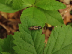 Liotrichus umbripennis