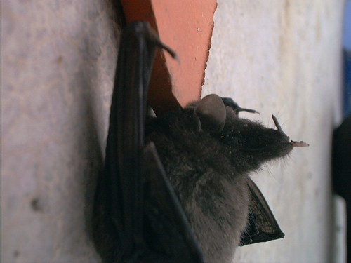 Anoura geoffroyi