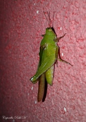 Paulinia acuminata