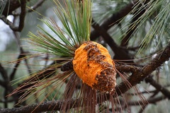 Cronartium conigenum