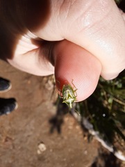 Tylospilus distans