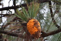 Cronartium conigenum