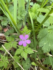 Geranium robertianum