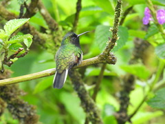 Eupherusa nigriventris