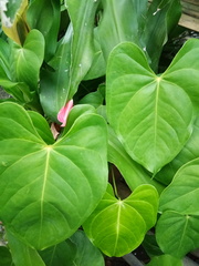Anthurium andraeanum