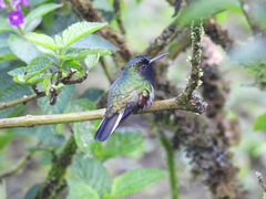 Eupherusa nigriventris