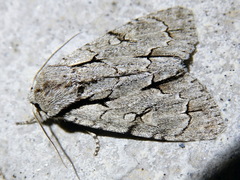 Acronicta psi