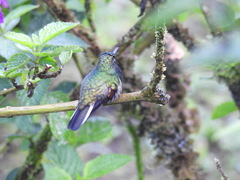 Eupherusa nigriventris