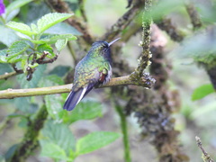 Eupherusa nigriventris