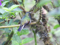 Eupherusa nigriventris