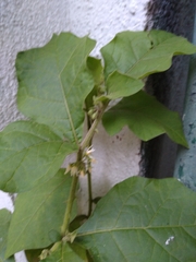 Solanum jamaicense