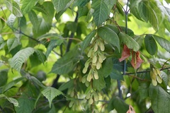 Acer negundo mexicanum