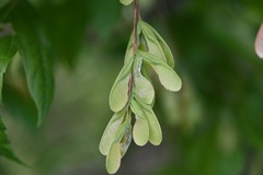 Acer negundo mexicanum
