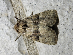 Clemathada calberlai