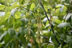 Acer negundo mexicanum