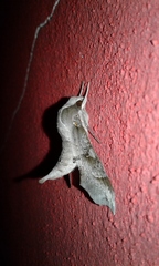 Callionima grisescens