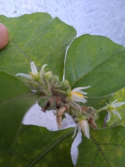 Solanum jamaicense