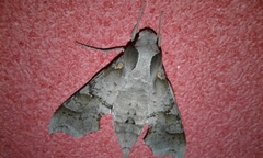 Callionima grisescens