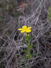 Lithospermum mirabile