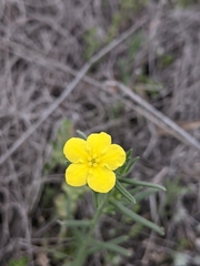 Lithospermum mirabile