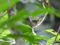 Basileuterus melanotis