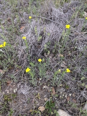Lithospermum mirabile