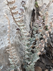 Astrolepis integerrima