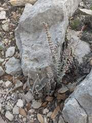 Astrolepis integerrima