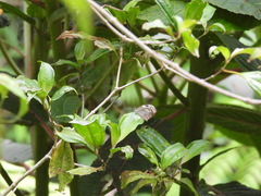 Dismorphia crisia lubina