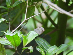 Dismorphia crisia lubina
