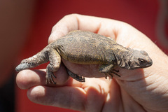 Agueda's Rocky Lizard photo 3