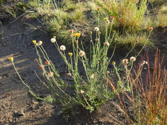 Hysterionica jasionoides
