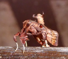 Sacada